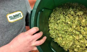 hops in a bucket